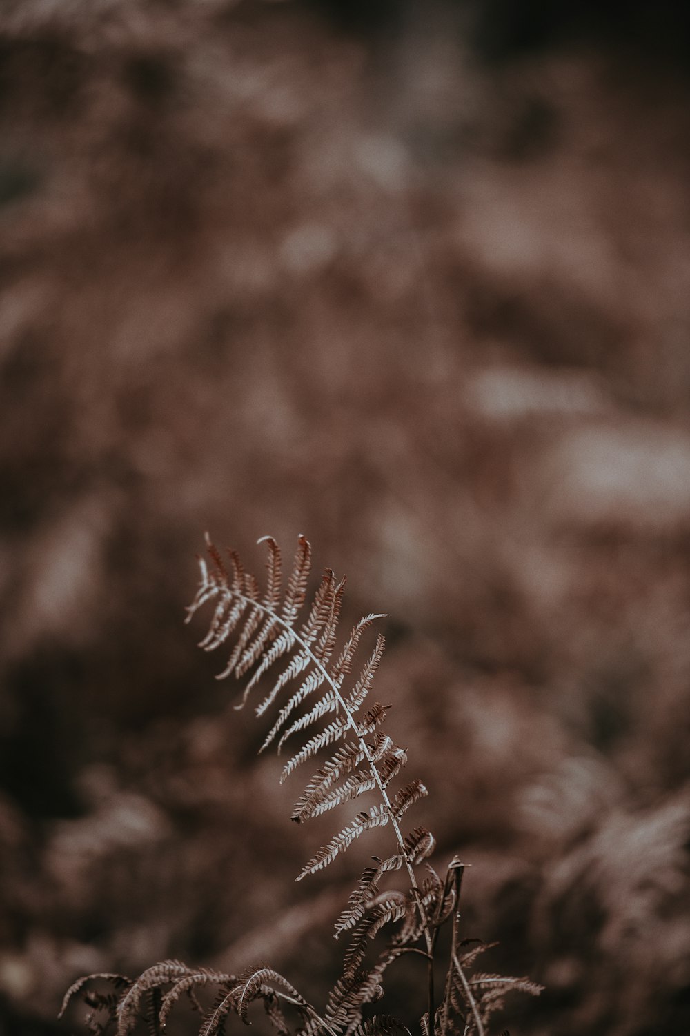 selective focus photo of green fern plant
