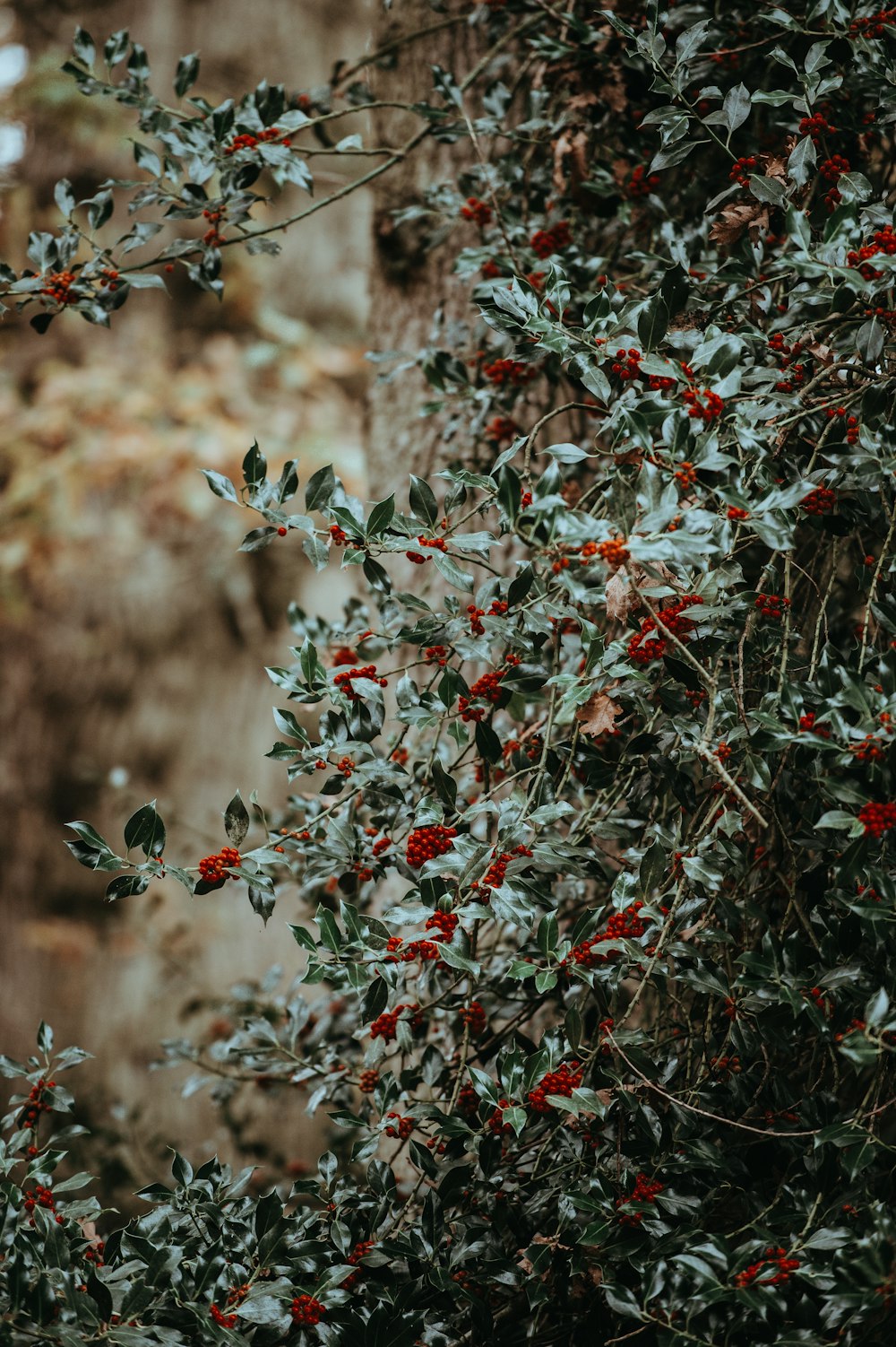 Photographie en gros plan de plantes vertes et rouges