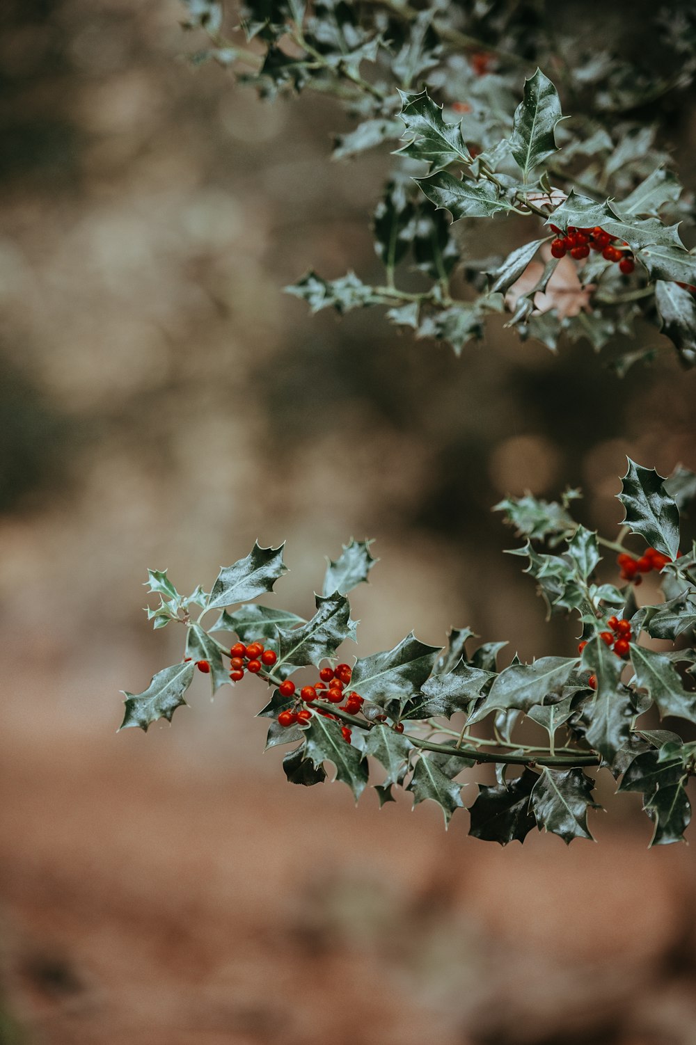 Foto de primer plano de frutos rojos de cereza