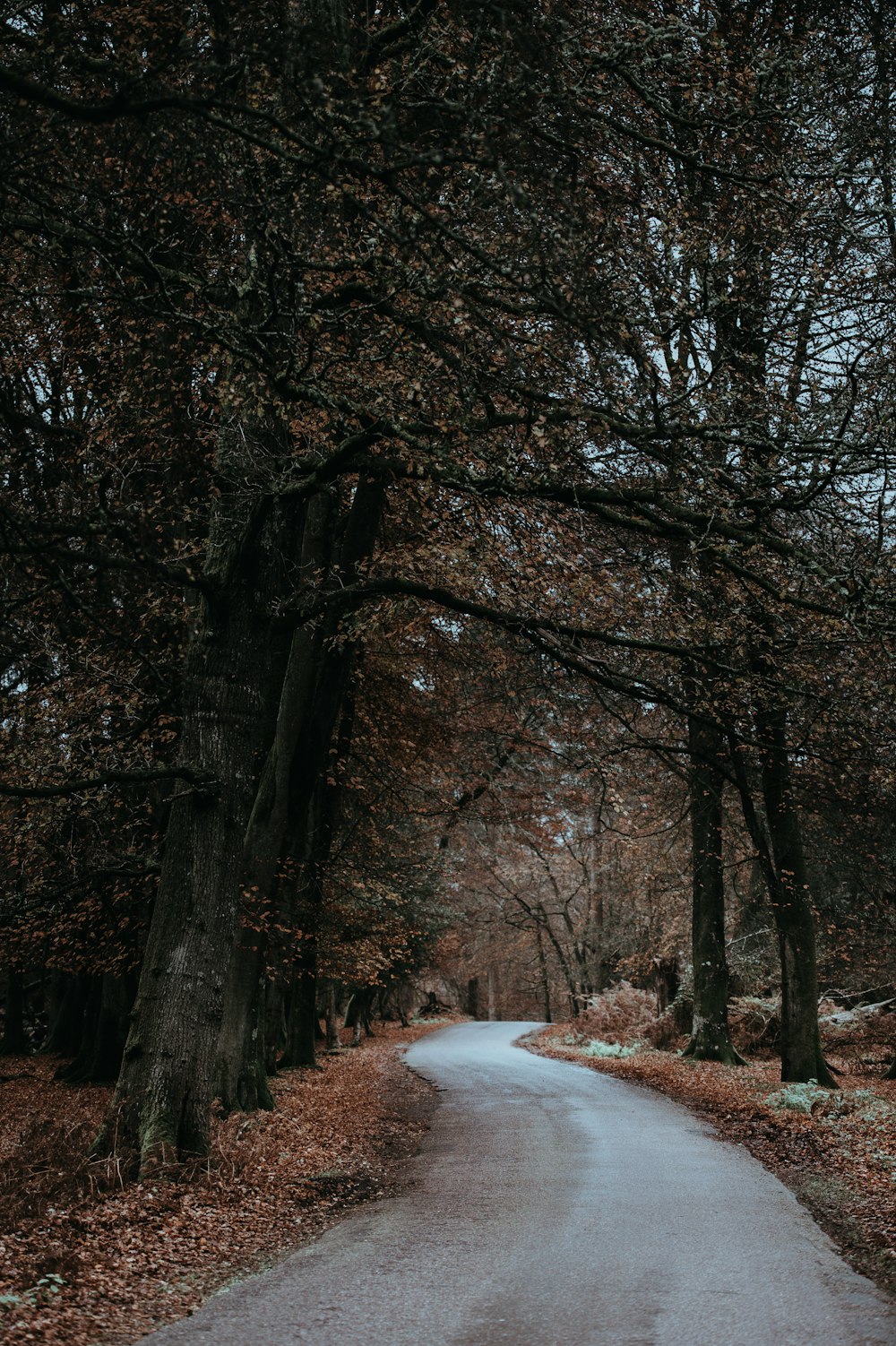 gray soil between trees