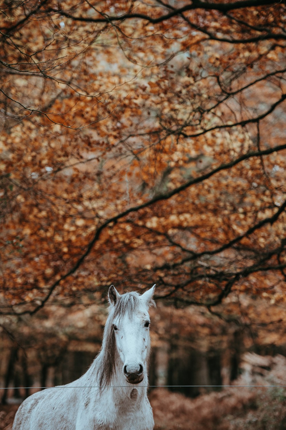 white horse