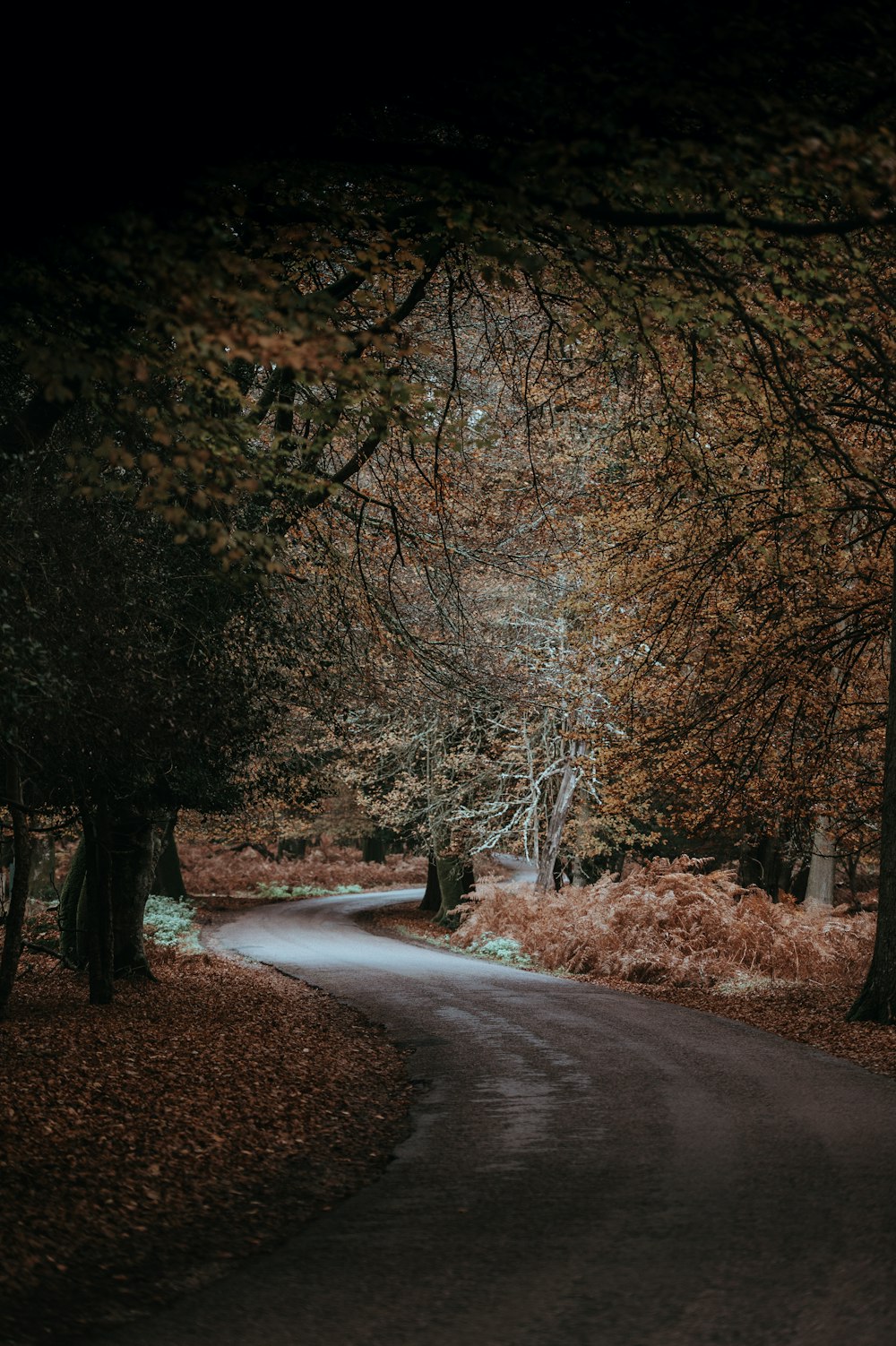 caminho cercado de árvores