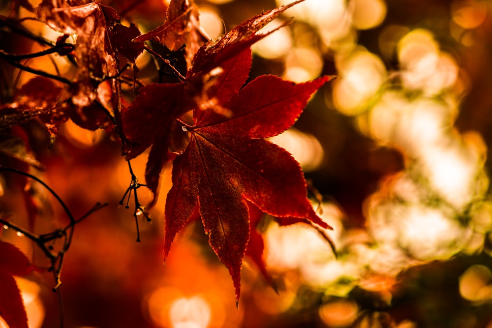 macro shot photo of red leaf