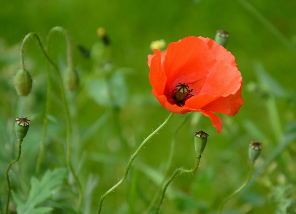 shallow focus photography of red flower