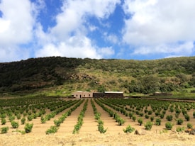 A landscape featuring a vineyard with rows of grapevines stretching across a field. In the middle ground, there are small buildings with a backdrop of a lush, green hillside. The sky above is partly cloudy with a bright blue hue, creating a serene and natural setting.