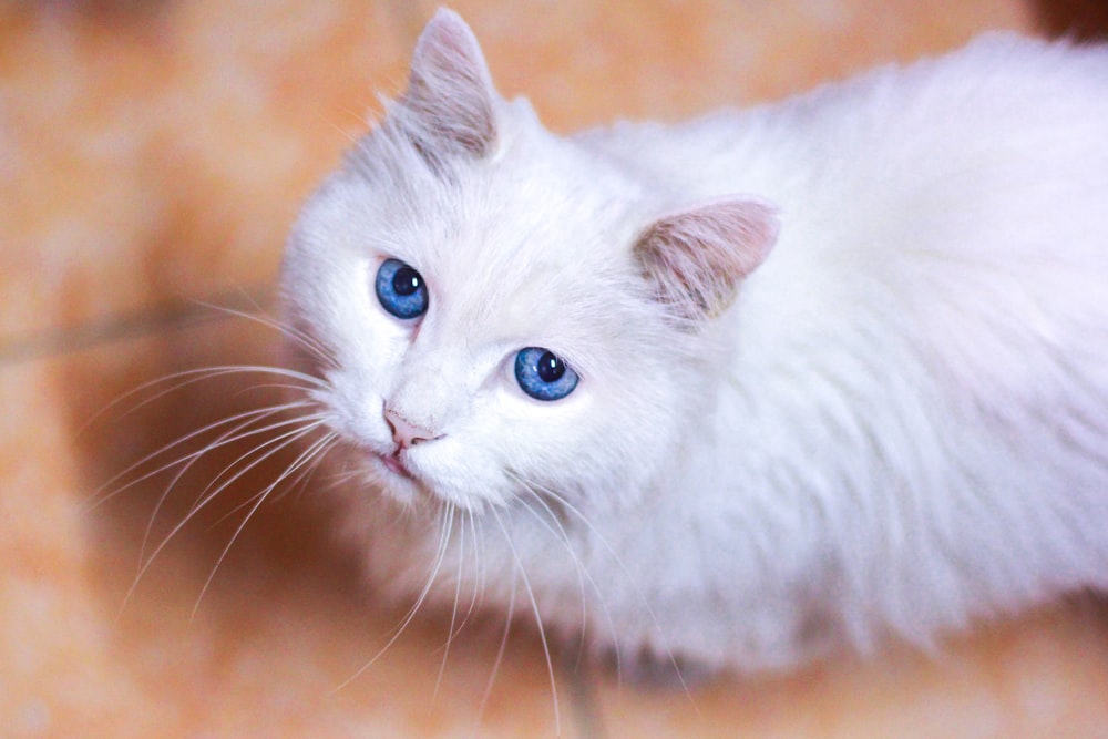 closeup photo of white cat on floor