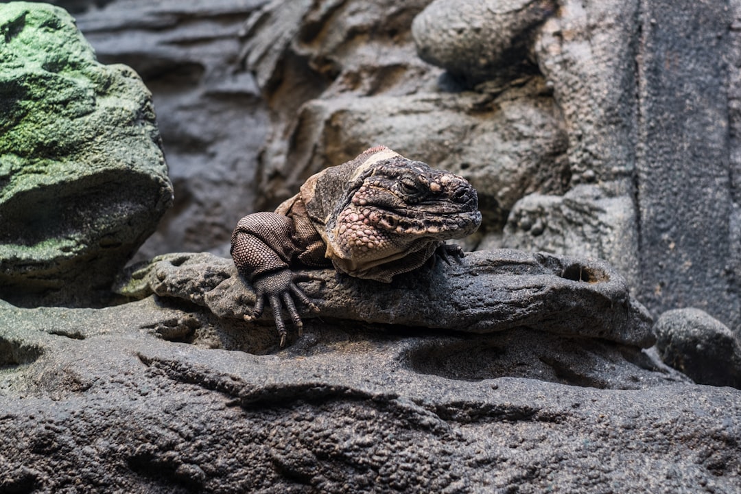 brown lizard on rock closeup photography