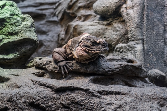 brown lizard on rock closeup photography in Shedd Aquarium United States