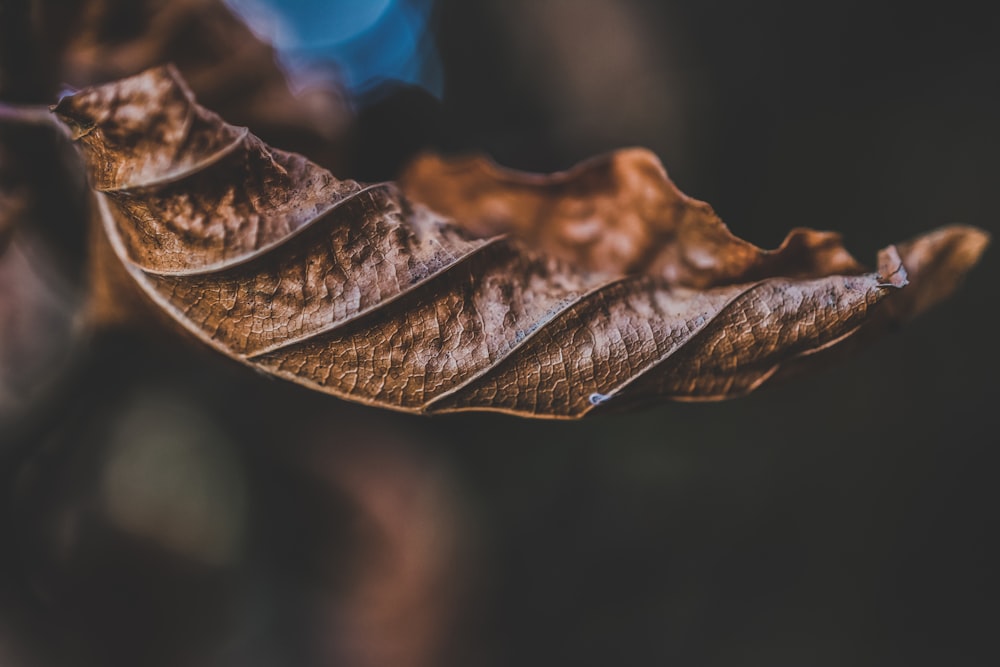 macro shot photography of dried leaf