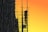 black scaffolding golden hour