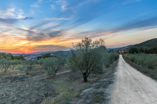 A rustic family farm landscape with fields of wheat and olive trees under a warm sunset.
