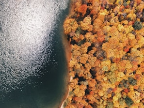 aerial photography of forest near sea
