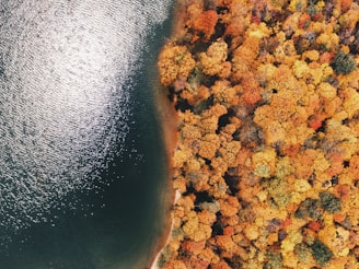 aerial photography of forest near sea