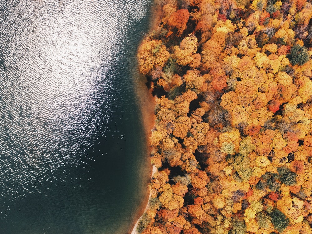 aerial photography of forest near sea