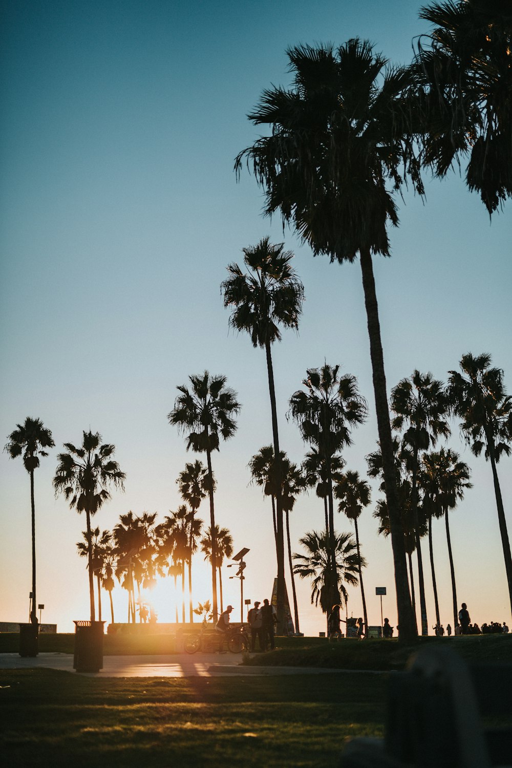 silhouette photo of trees during sunset