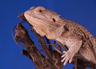 Bearded Dragon on top of brown cork bark