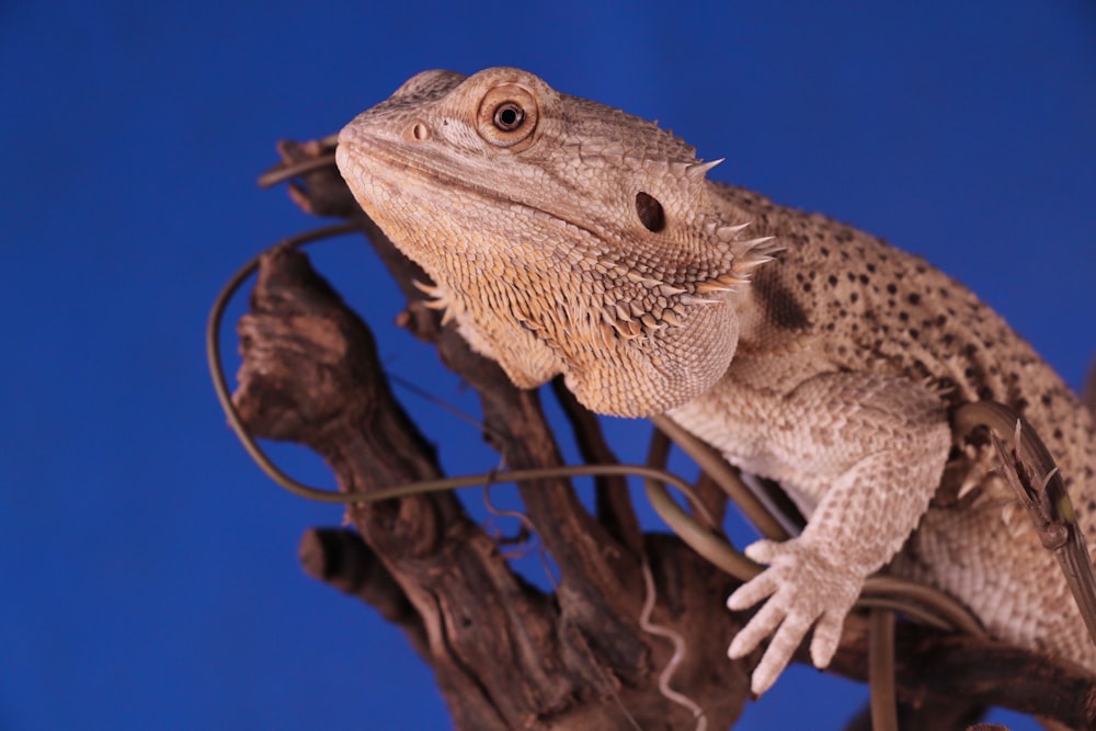 Bearded Dragon on top of brown cork bark