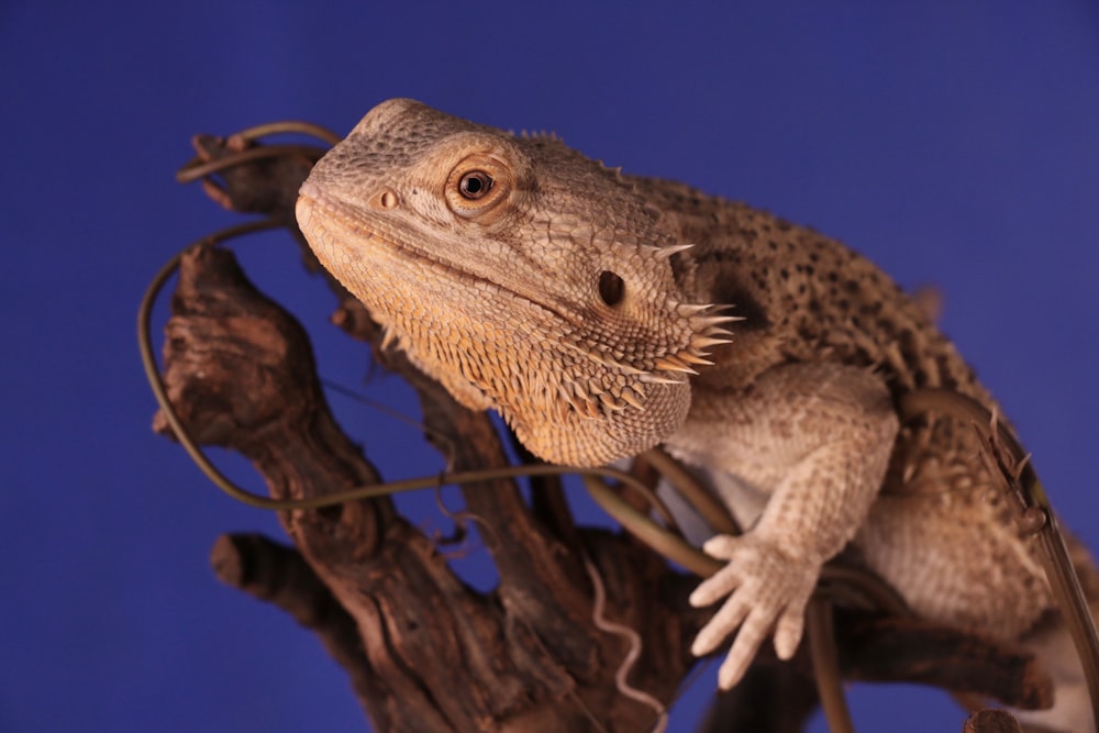 brown bearded dragon perch on tree branch