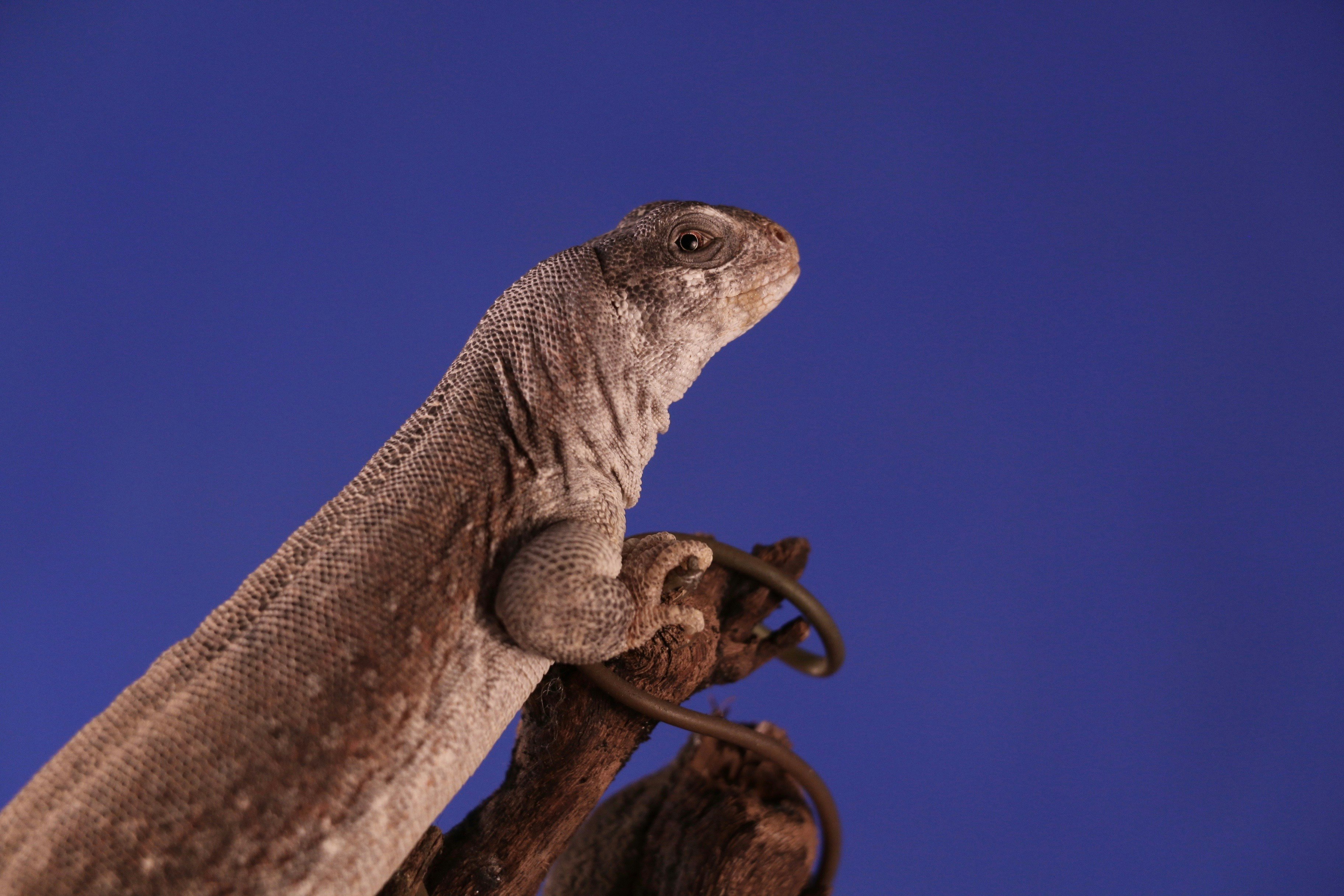 gray and white lizard closeup photo