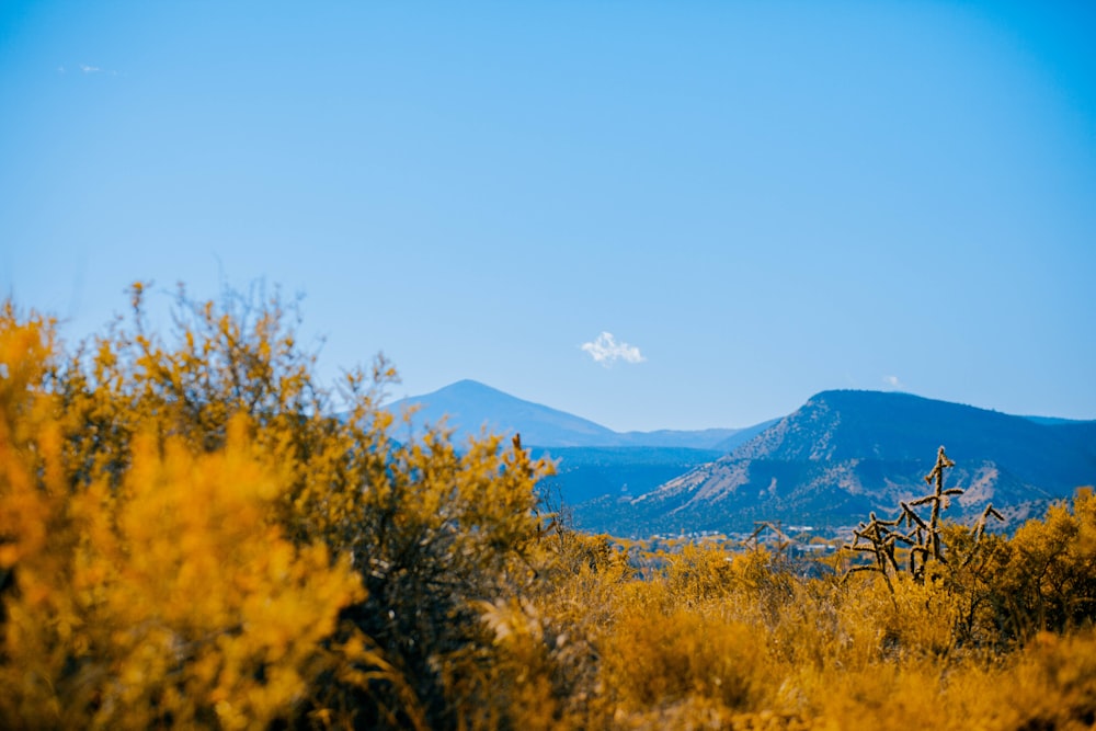 brown leafed plants during daytime