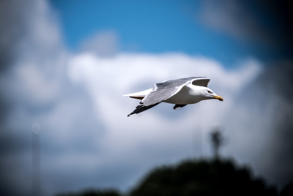 shallow focus photography of of white bird