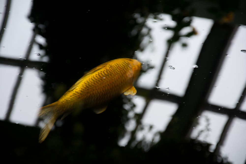 close shot of brown fish