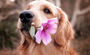 dog holding flower
