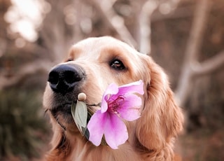 dog holding flower