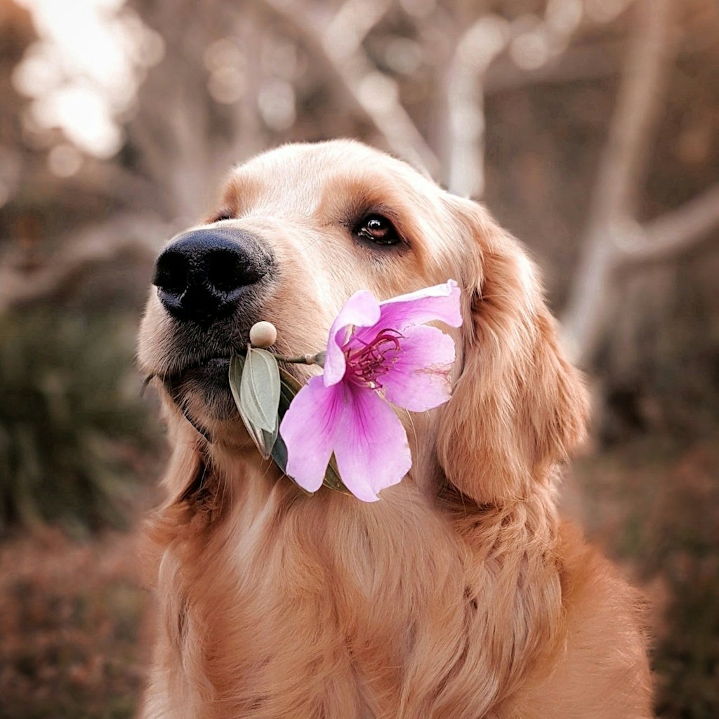 dog holding flower