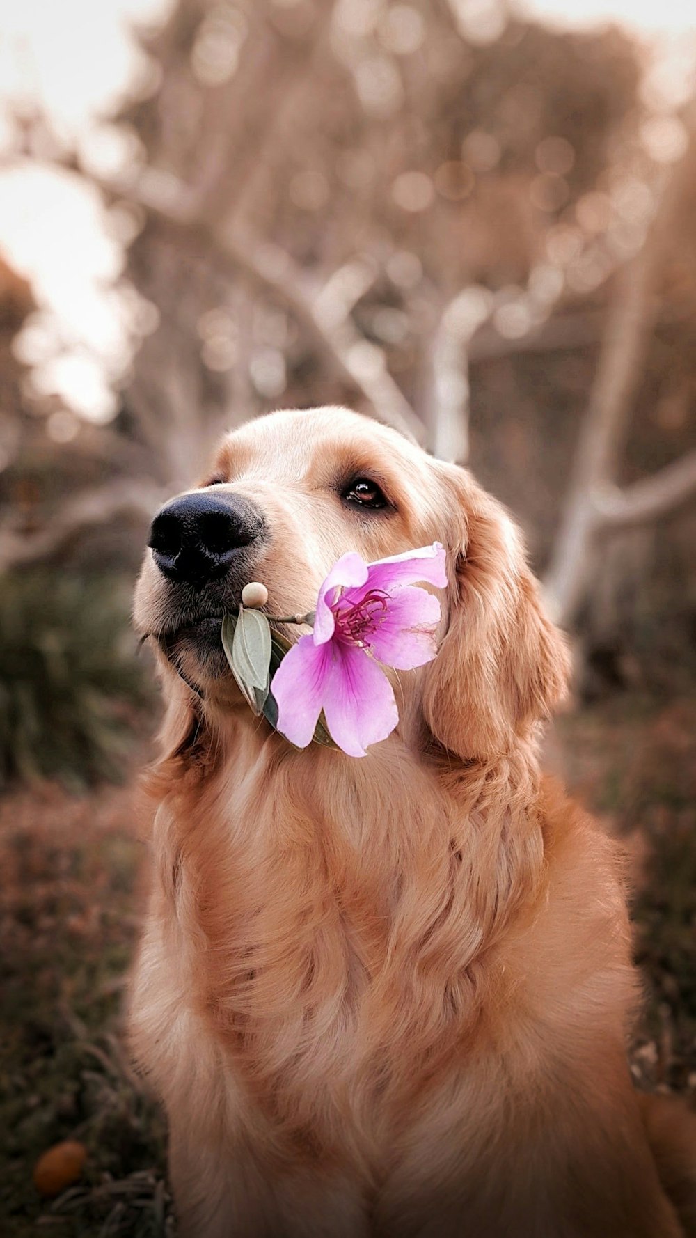 dog holding flower