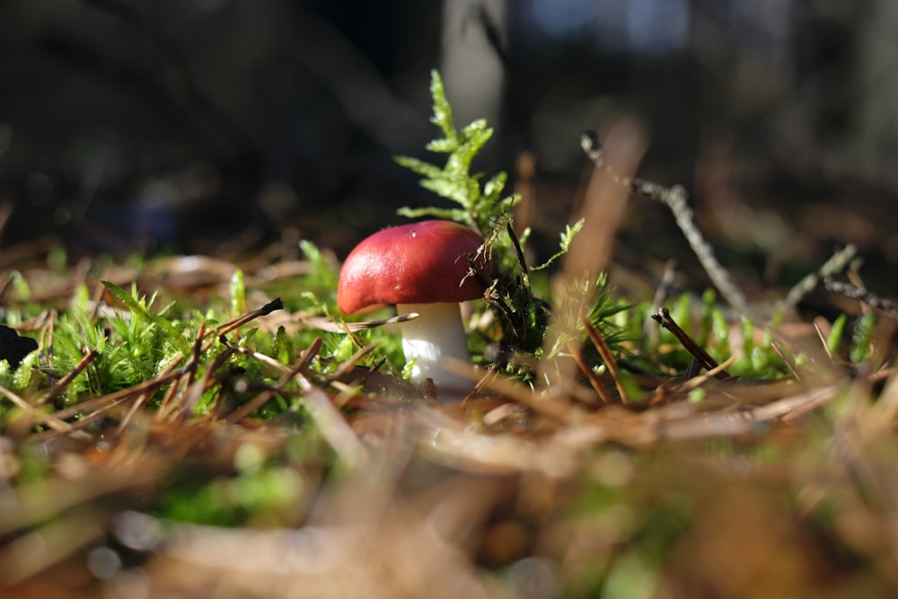 갈색 토양 위에 빨간색과 흰색 버섯