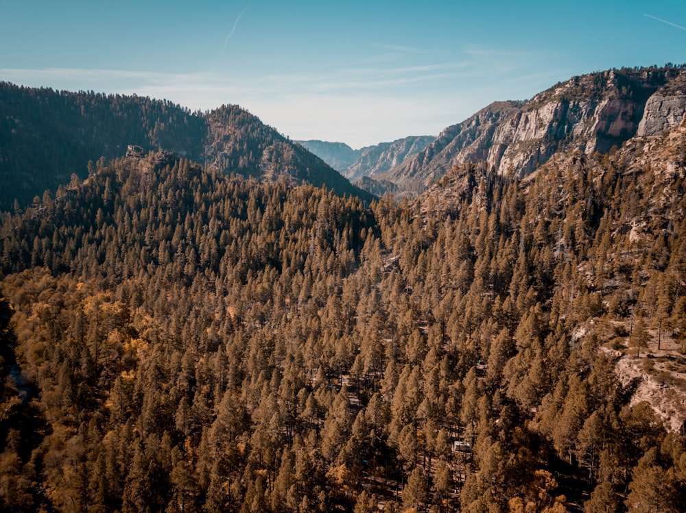 pine trees on mountain under blue sky during daytime