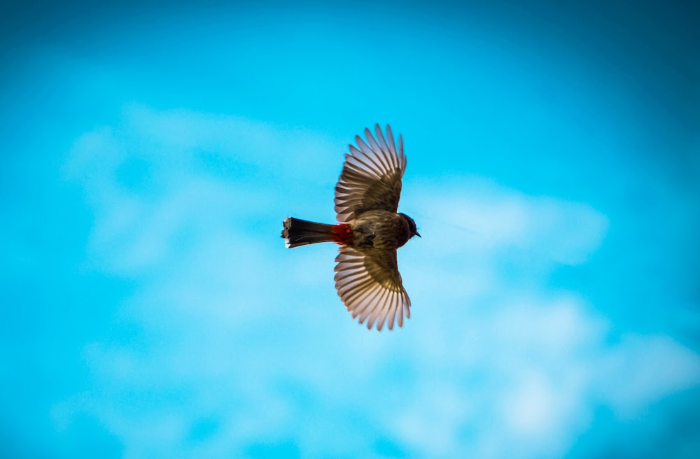 selective focus photography of bird flying