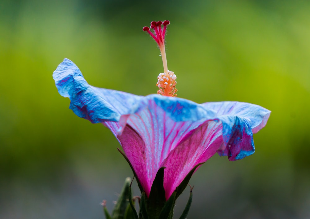 Flacher Fokus der blauen und rosa Blüte während des Tages