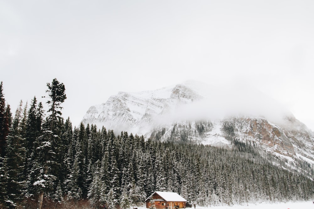 pine trees at the foot of snow covered mountain