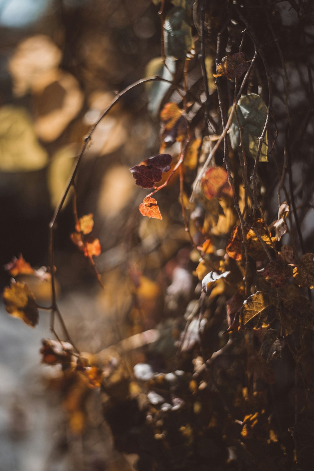 macro shot of orange leaves