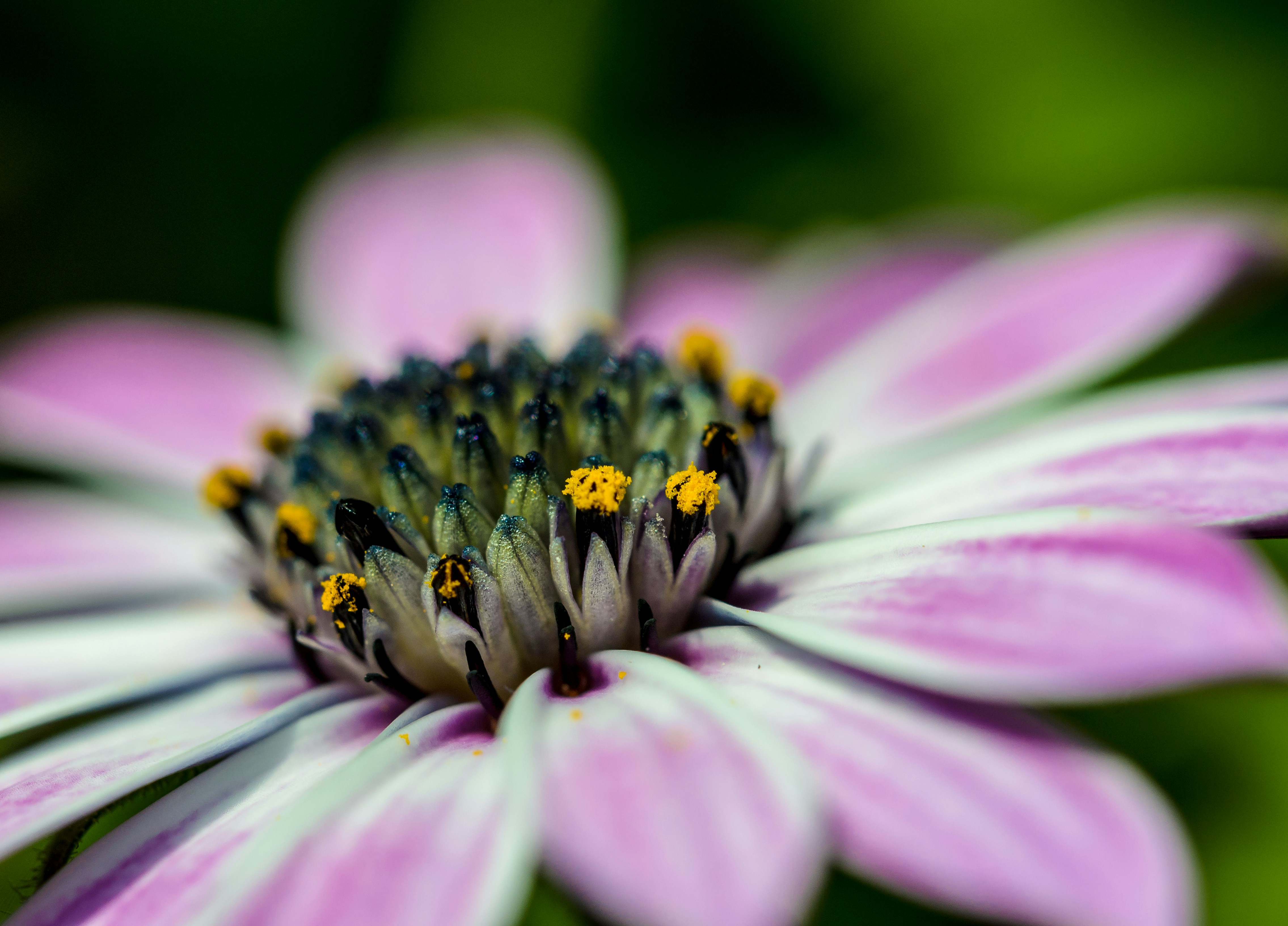 Photo by drscythe