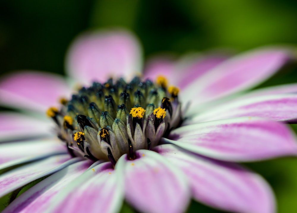 close-up photography of pink petaled flower