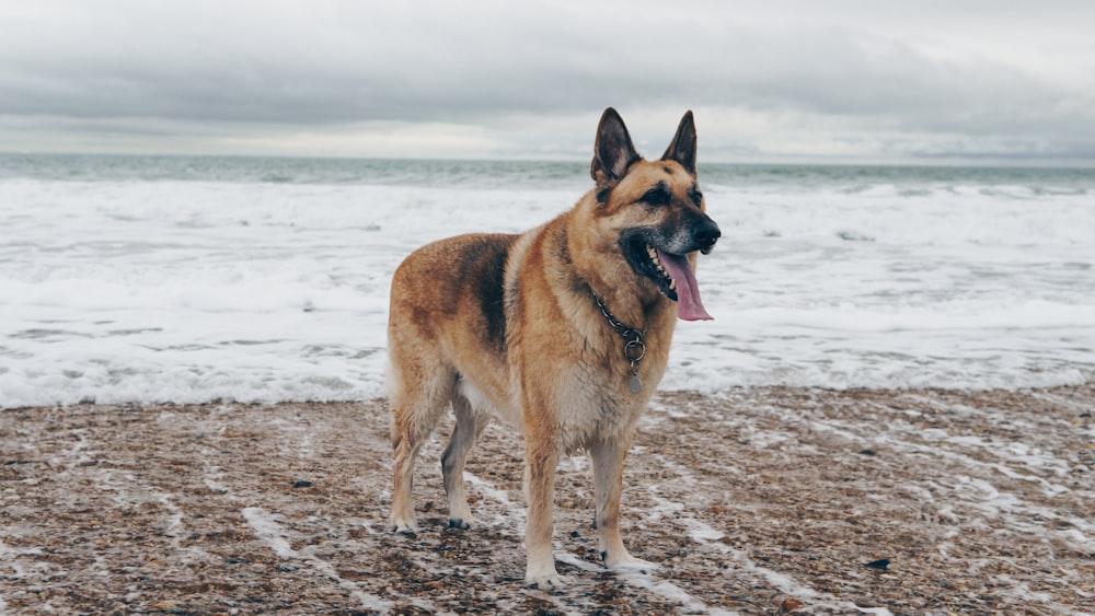 Perro pastor alemán en la playa