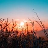 silhouette of plant during sunset