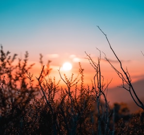 silhouette of plant during sunset