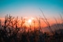 silhouette of plant during sunset