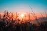 silhouette of plant during sunset