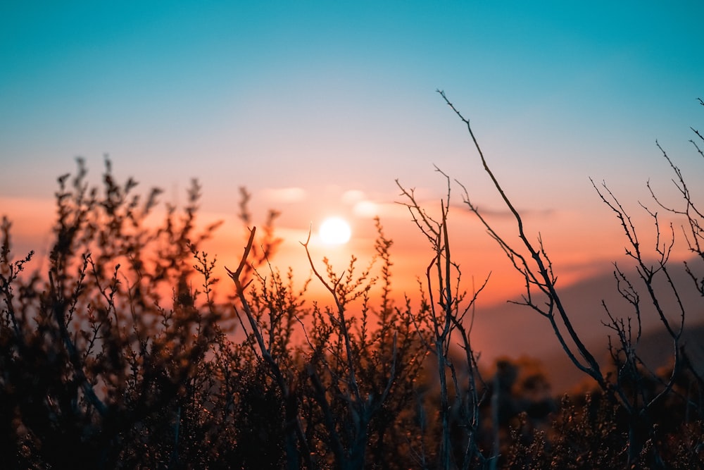 夕暮れ時の植物のシルエット