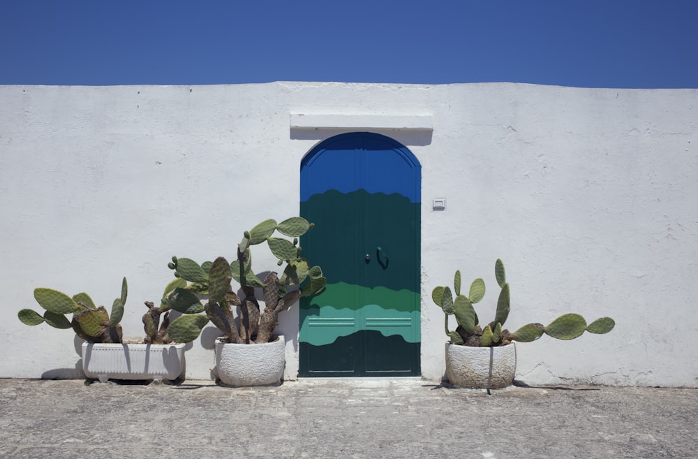 Tres cactus con maceta al lado de la puerta cerrada durante el día