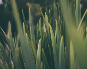 macro shot photography of grass