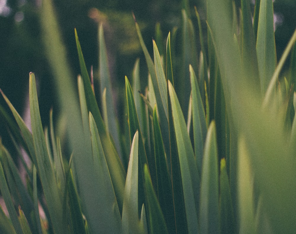 macro shot photography of grass