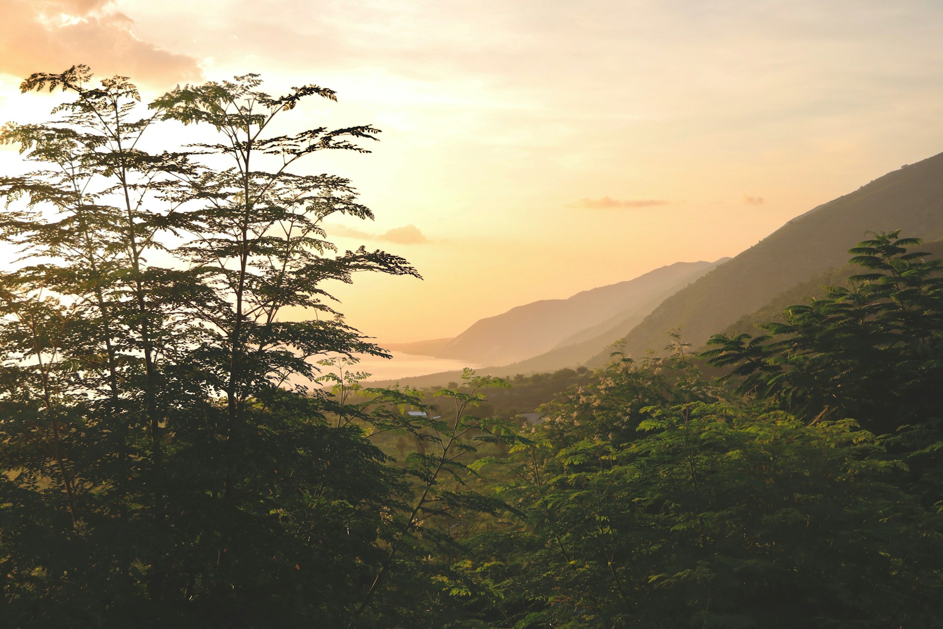 landscape photography of trees