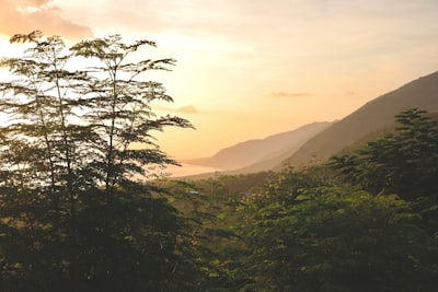 landscape photography of trees haiti google meet background