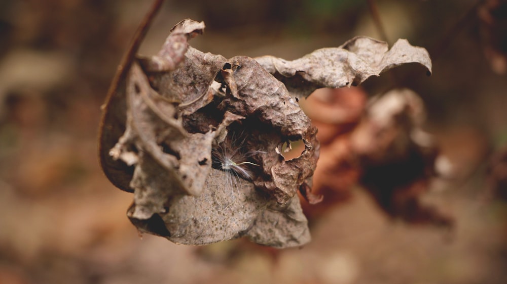 insect on leaf